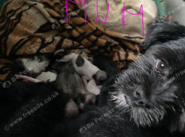 Adorable Fluffy Lhasa Apso Puppies For Sale