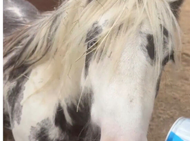 2 year old cob colt