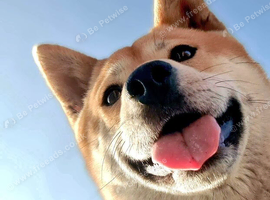 Shiba Inu, female, 4-years old