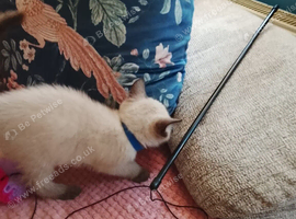3 left beutiful kittens :) looking forever homes. ready now