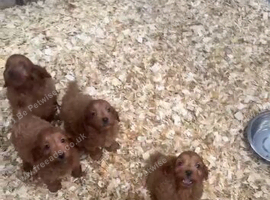 Cockapoo pups
