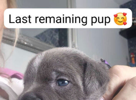 Staffy pups