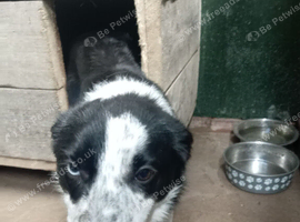 Border Collie bitch nearly a year old