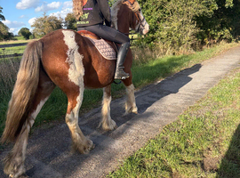 Dell 13.2hh Cob Cross Gelding, 3 Years Old