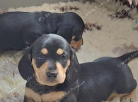 Quality Miniature Dachshunds