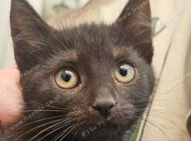 ONLY 1 KITTEN LEFT A BLACK GIRL READY TO LEAVE NOW