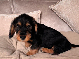 READY To LEAVE wire haired last 2