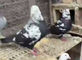 Show king pigeon pair