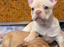 French bull dog boy cream and red puppies