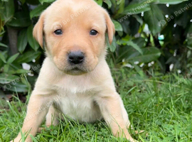 8 beautiful puppies