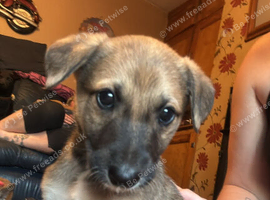 Saluki greyhound x saluki collie greyhound pups
