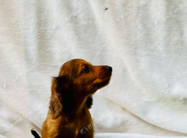 Miniature long haired dachshund