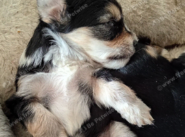 Chorkie puppies