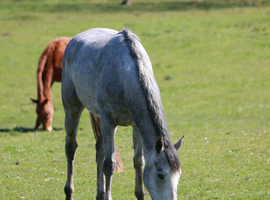 16hh+ TB mare 3 years untraced/ unbacked