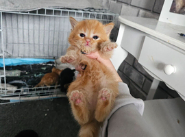 Mixed litter kittens ( ginger females)
