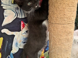 SWEET NATURED BOY KITTEN READY NOW