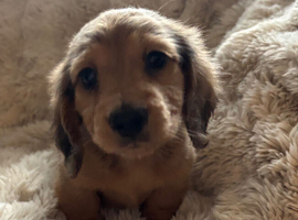 LONG HAIRED MINIATURE DACHSHUND PUPPIES