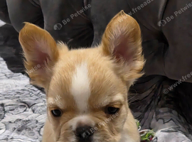 Cream and white fluffy french bulldog