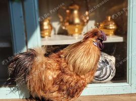 Golden Silkie cockerel
