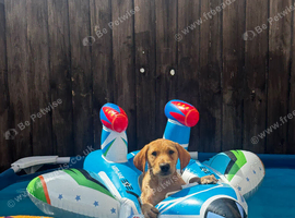 Golden retriever mix Labrador