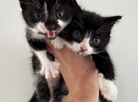 Kittens for sale. Ready to go!