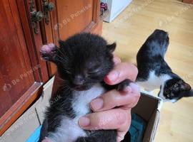 Kitten