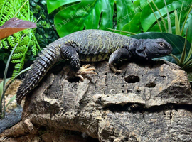 Mali Uromastyx at Birmingham Reptiles