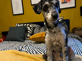 Merle Toy Poodle Stud Available