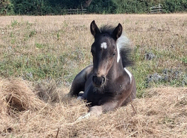 DHP colt foal ready when weaned
