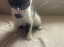 2 stunning kittens