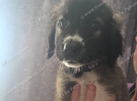 Caucasian shepherd x puppies
