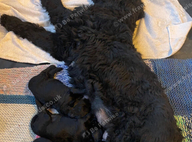 Black Russian Terrier