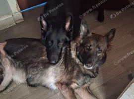 Black Kc Registered German Shepherd