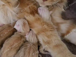 Mainecoon kittens stunning!!