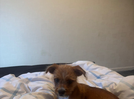 Shih Tzu  cross chihuahua