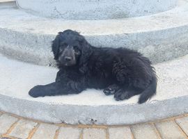 F1B  Rare black standard Goldendoodle puppies in North Wales
