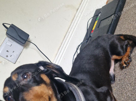 Miniature daschund