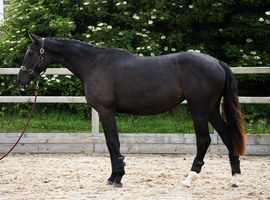 Kind yet Incredibly talented filly.