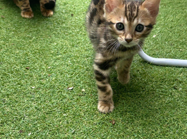 pure bengal  kitten male