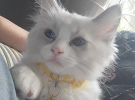 Last beautiful ragdoll