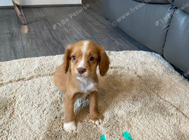 7 beautiful Cocker spaniels