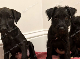 Lakeland x Patterdale Terrier Pups