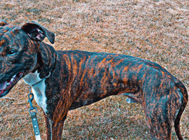 Bull x whippet