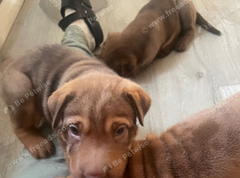 shar pei x mastif pups