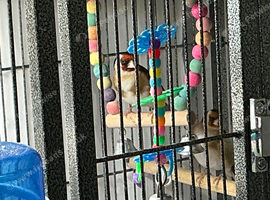 Gold finch wanted