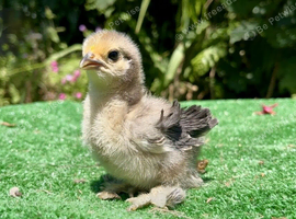 Pekin bantam frizzle chicks
