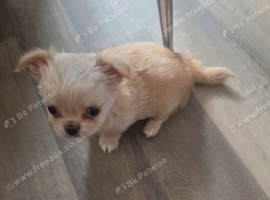 Chihuahua