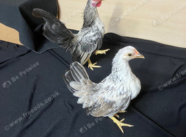 Young pair of Serema bantams