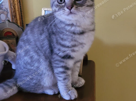 Silver spoted Scottish kittens