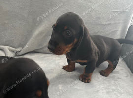 Mini dachshund